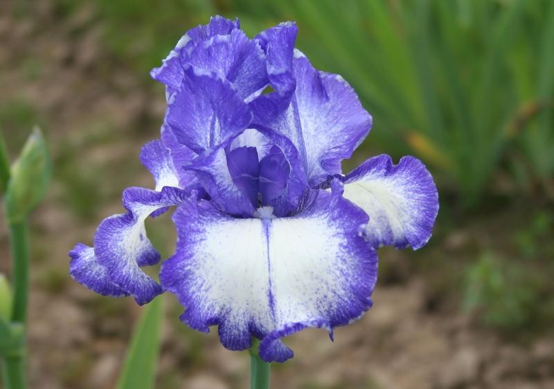 Photo of Tall Bearded Iris (Iris 'Royal Estate') uploaded by KentPfeiffer