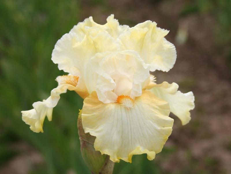 Photo of Tall Bearded Iris (Iris 'Snow Lion') uploaded by KentPfeiffer