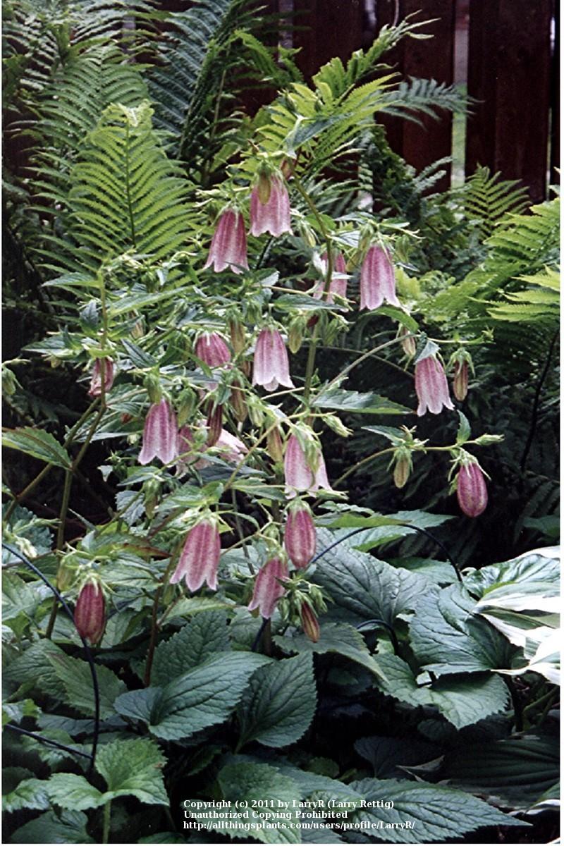 Photo of Bellflower (Campanula punctata var. punctata 'Elizabeth') uploaded by LarryR