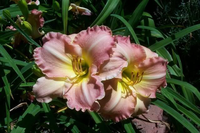 Photo of Daylily (Hemerocallis 'Antique Rose') uploaded by Newyorkrita