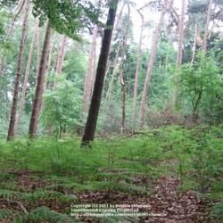 Location: Belgium
Date: 2007-05-22
covering the woodland floor..