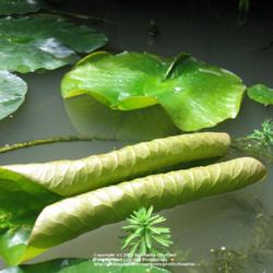 Location: My pond, Gent, Belgium
Date: 2007-06-21
unfolding..