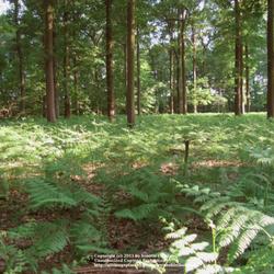 Location: Belgium
Date: 2007-05-23
covering woodland floor..