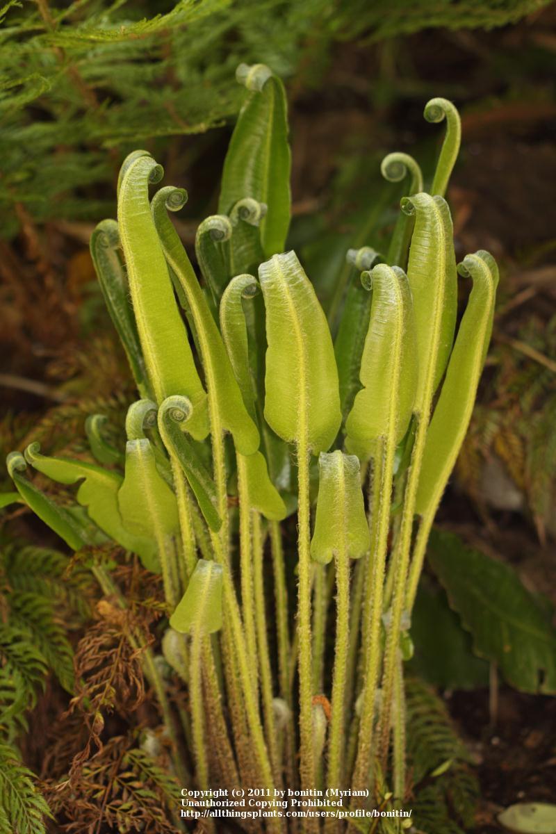 Photo of Hart's Tongue Fern (Asplenium scolopendrium) uploaded by bonitin