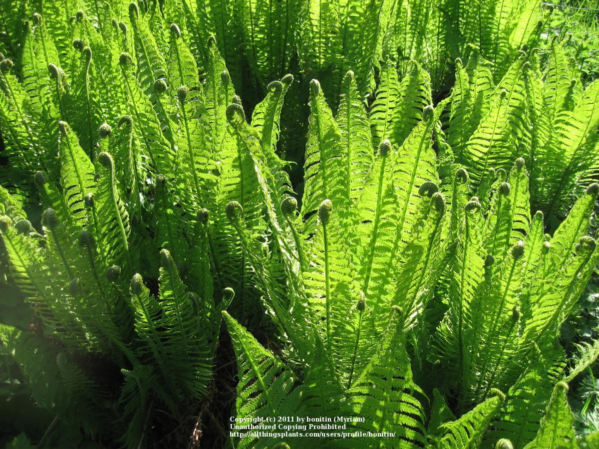 Photo of Ostrich Fern (Matteuccia struthiopteris) uploaded by bonitin
