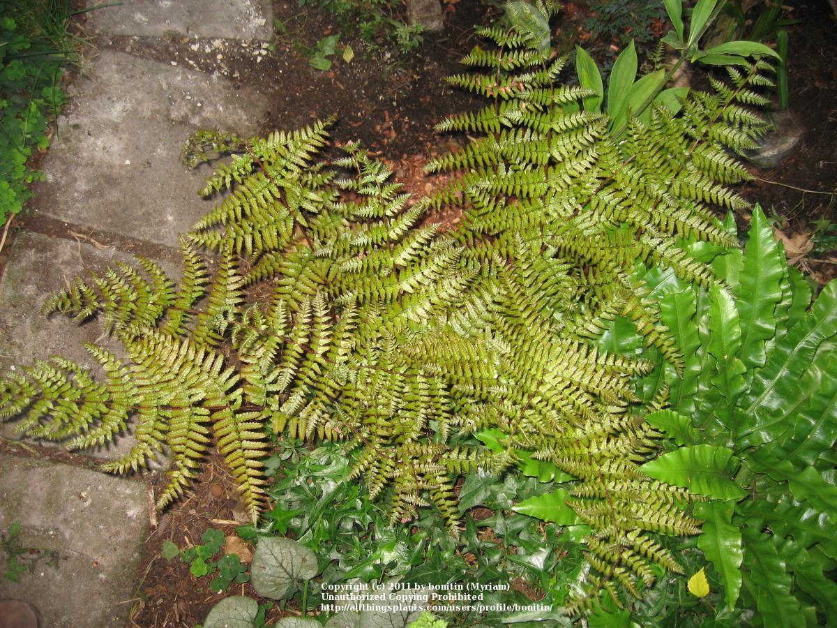 Photo of Autumn Shield Fern (Dryopteris erythrosora) uploaded by bonitin