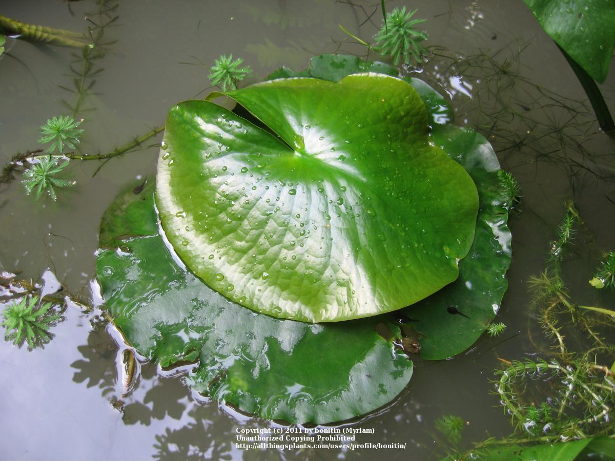 Photo of Water Lily (Nymphaea alba) uploaded by bonitin