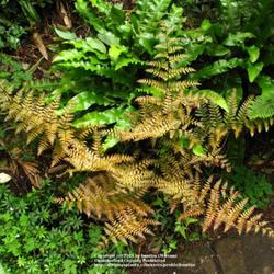 Location: my garden, Gent, Belgium
Date: 2009-06-10
Young fronds are Autumn coloured..