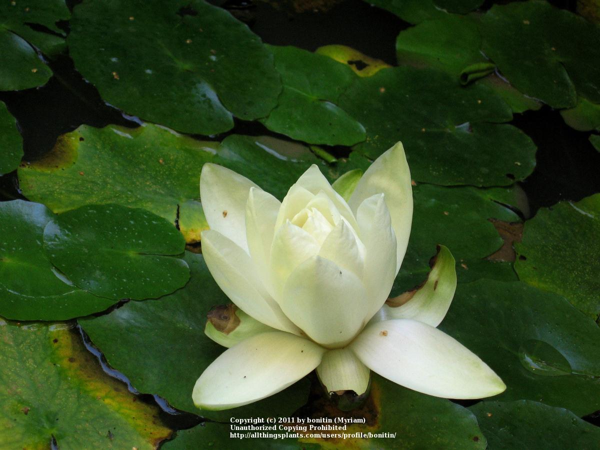 Photo of Water Lily (Nymphaea alba) uploaded by bonitin