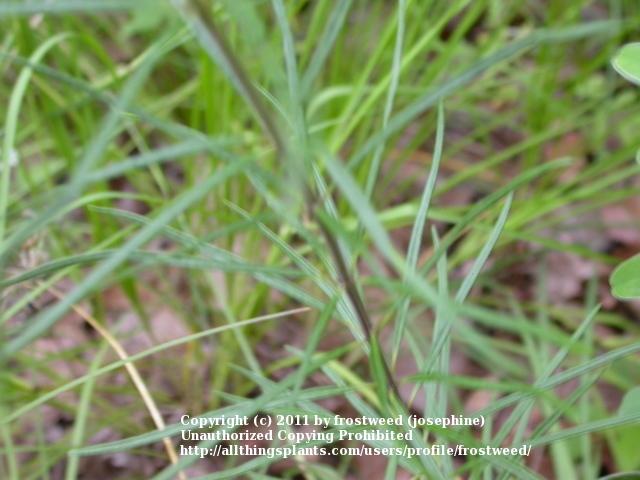 Photo of Whorled Milkweed (Asclepias verticillata) uploaded by frostweed