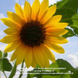 Location: My yard in Arlington, Texas.
Date: Summer 2000
Common Sunflower against the Texas sky.