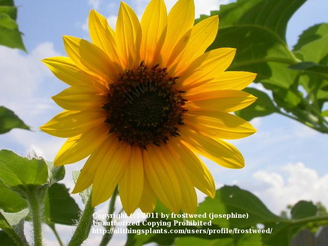 Photo of Sunflowers (Helianthus annuus) uploaded by frostweed