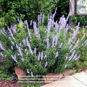 Mealy Blue sage is a magnet for bees and butterflies.