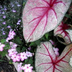 Location: Part Shade garden Pittsford NY
Date: 2011-08-02
Planted in container with Impatiens.
