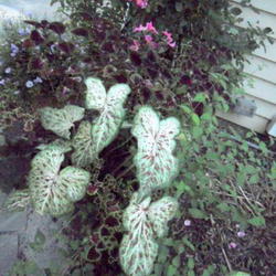 Location: Part Shade garden Pittsford NY
Date: 2011-09-03
Planted with coleus Trailing Queen in planter.