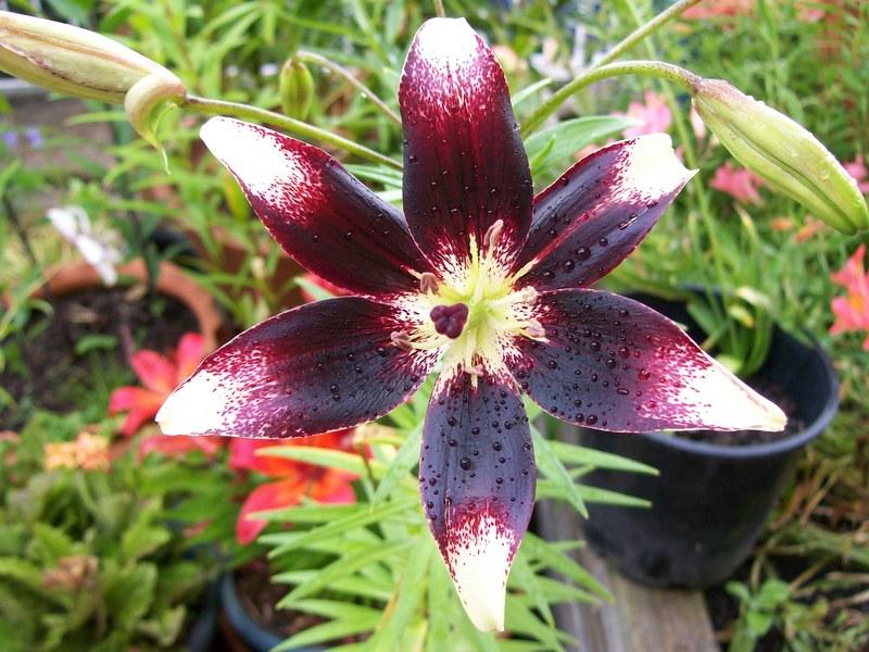 Photo of Lily (Lilium 'Netty's Pride') uploaded by gwhizz