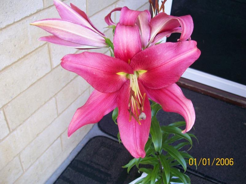 Photo of Lily (Lilium 'Visaversa') uploaded by gwhizz