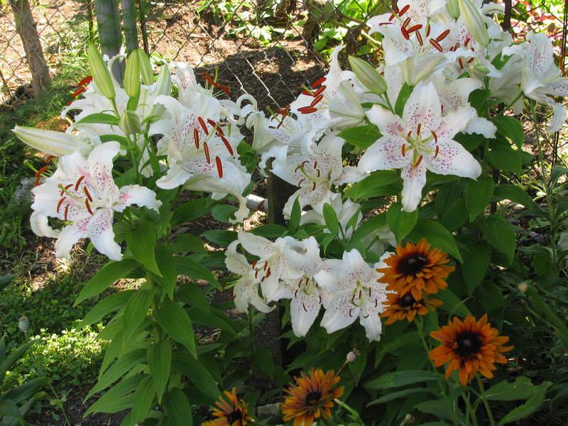 Photo of Oriental Lily (Lilium 'Muscadet') uploaded by jmorth