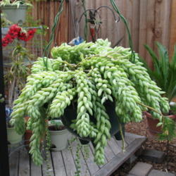 Location: In our garden - Tracy, CA zone 7
Date: Apr 27, 2010
Burro's tail in a hanging container