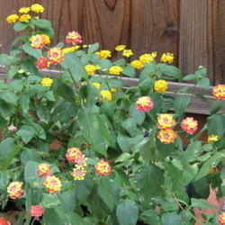 Location: At our garden - Tracy, CA
Date: 2011-09-25
Lantana Confetti growing happily with golden lantana