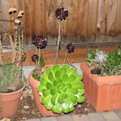 Location: At our garden - Tracy, CA
Date: 2011-10-13
Tall Aeonium arboreum