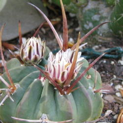 Location: At our garden - Tracy, CA
Date: 2011-04-25
Wonderful flowers from a stenocactus