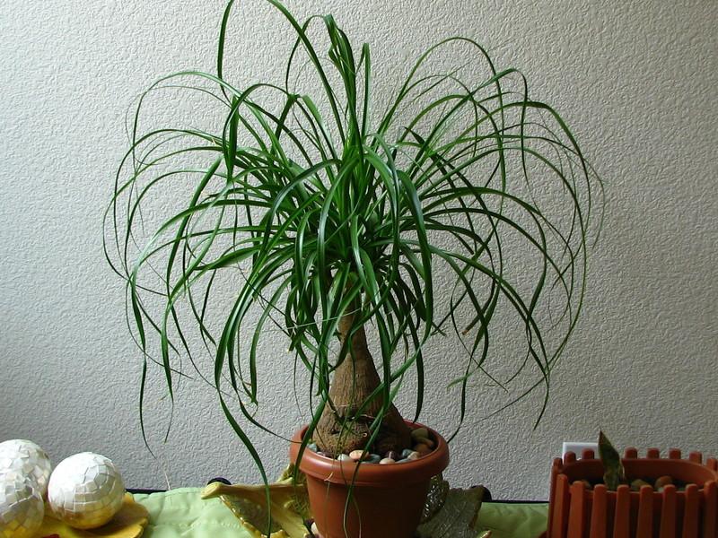 Photo of Ponytail Palm (Beaucarnea recurvata) uploaded by tarev