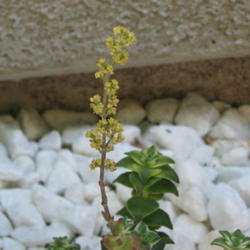Location: At our home in Tracy, CA
Date: 2010-06-04
Cute yellow flowers of Crassula perforata