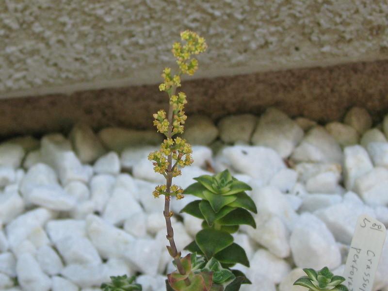 Photo of String of Buttons (Crassula perforata) uploaded by tarev