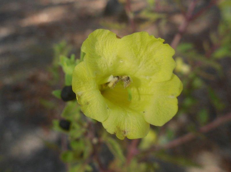 Photo of Western False Foxglove (Aureolaria grandiflora) uploaded by wildflowers