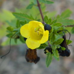 Location: Northeastern, Texas
Date: 2011-10-14
The yellow flowers fade to black