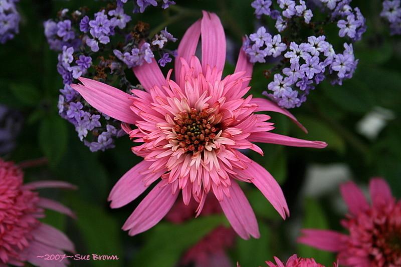 Photo of Coneflower (Echinacea 'Pink Double Delight') uploaded by Calif_Sue