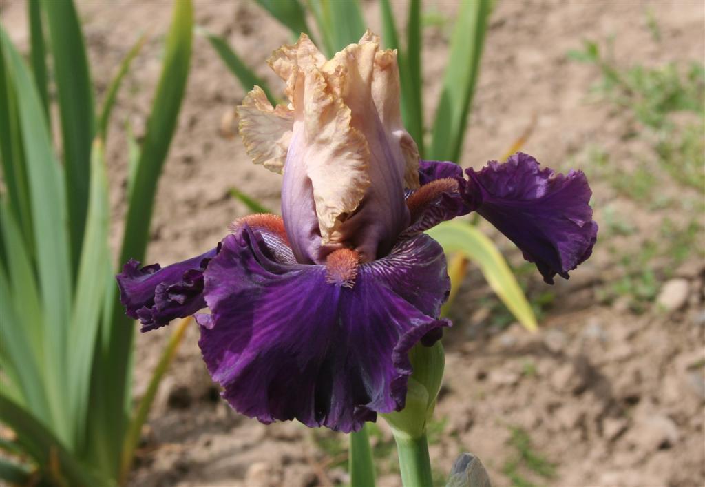 Photo of Tall Bearded Iris (Iris 'Puff the Magic') uploaded by KentPfeiffer