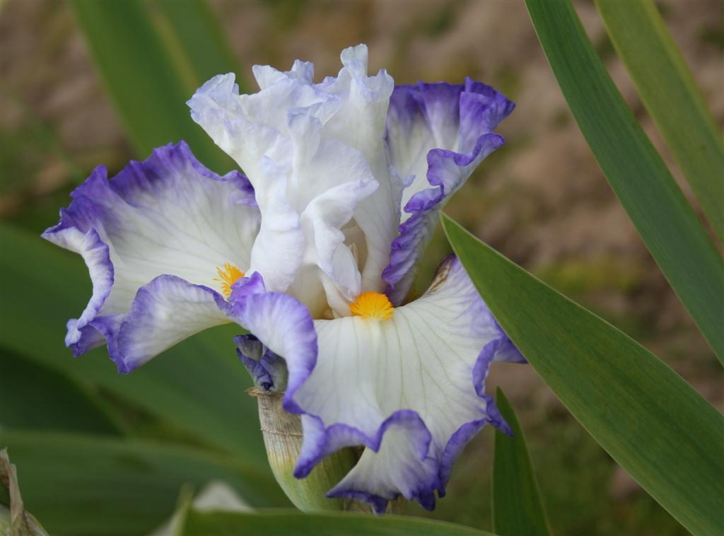 Photo of Tall Bearded Iris (Iris 'Perception') uploaded by KentPfeiffer
