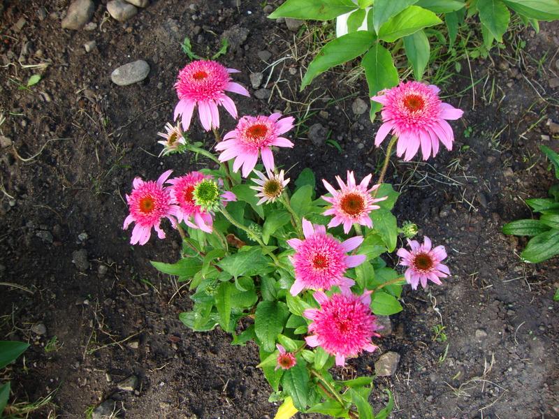 Photo of Coneflower (Echinacea 'Pink Double Delight') uploaded by Paul2032