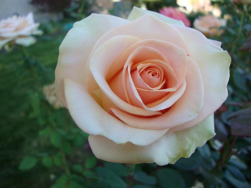 Photo of Rose (Rosa 'Marilyn Monroe') uploaded by Paul2032