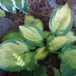 Location: Pleasant Grove, Utah
Date: 2011-10-16
This is agreat hosta all year long but is extra nice in the fall.