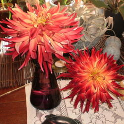 Location: My home - fresh blooms from my garden
Date: 2011-10-15