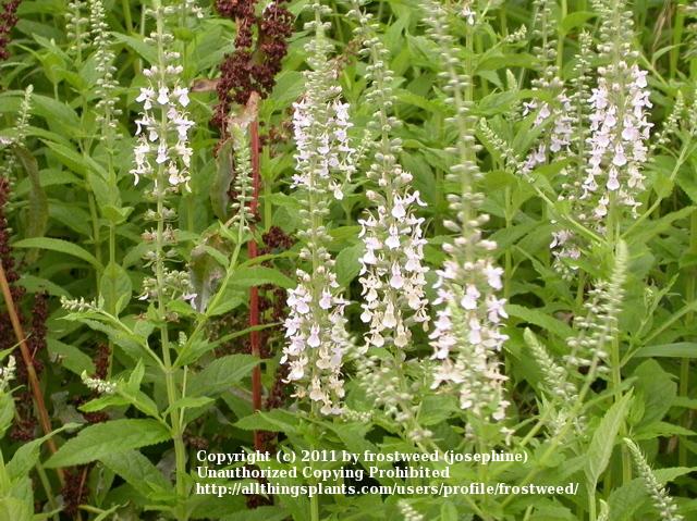 Photo of American Germander (Teucrium canadense) uploaded by frostweed