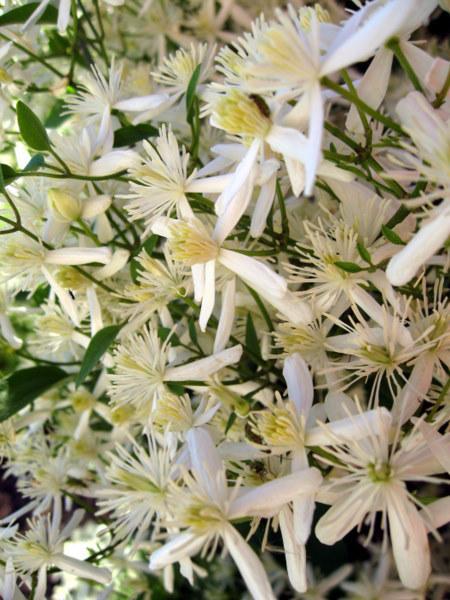 Photo of Sweet Autumn Clematis (Clematis terniflora) uploaded by goldfinch4