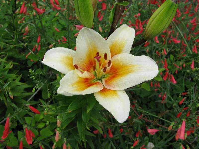 Photo of Lily (Lilium 'Tinos') uploaded by jmorth