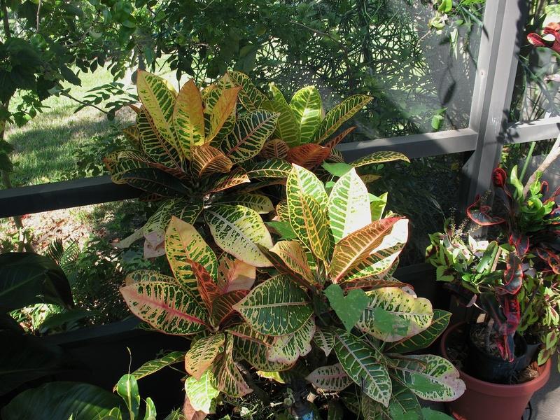 Photo of Croton (Codiaeum variegatum 'Petra') uploaded by plantladylin