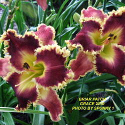 Location: Daylily Place Lillian Alabama Region 14
Date: 2010-05-27
Photo Courtesy of Fred Manning, Daylily Place. Used With Permissi