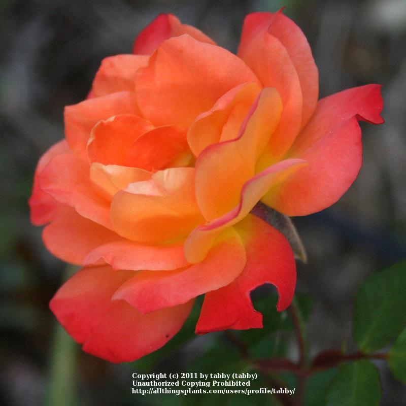 Photo of Rose (Rosa 'Orange Honey') uploaded by tabby