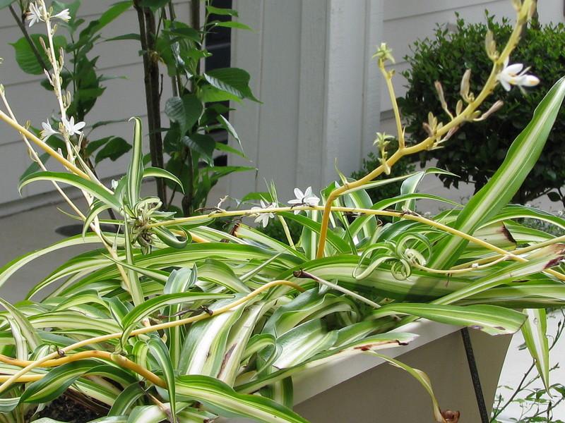 Photo of Variegated Spider Plant (Chlorophytum comosum 'Vittatum') uploaded by tarev