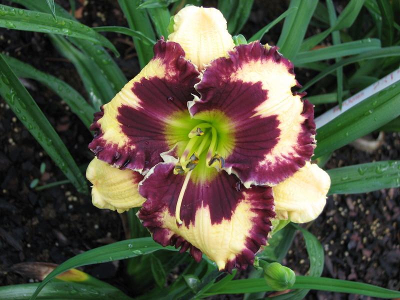 Photo of Daylily (Hemerocallis 'Special Candy') uploaded by tink3472