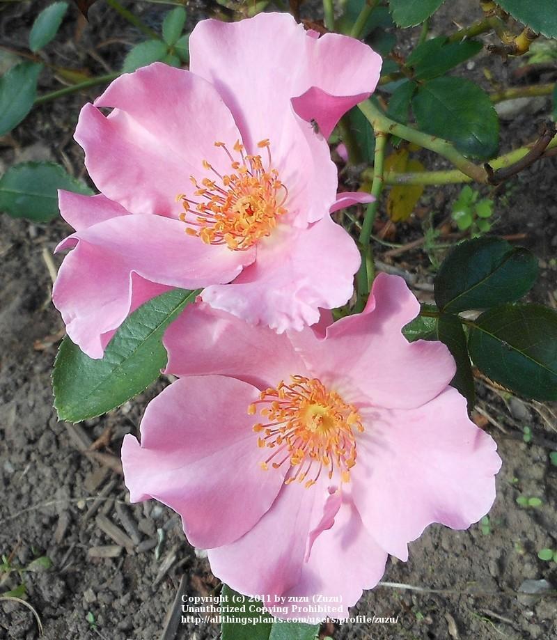 Photo of Rose (Rosa 'Miss Ada') uploaded by zuzu