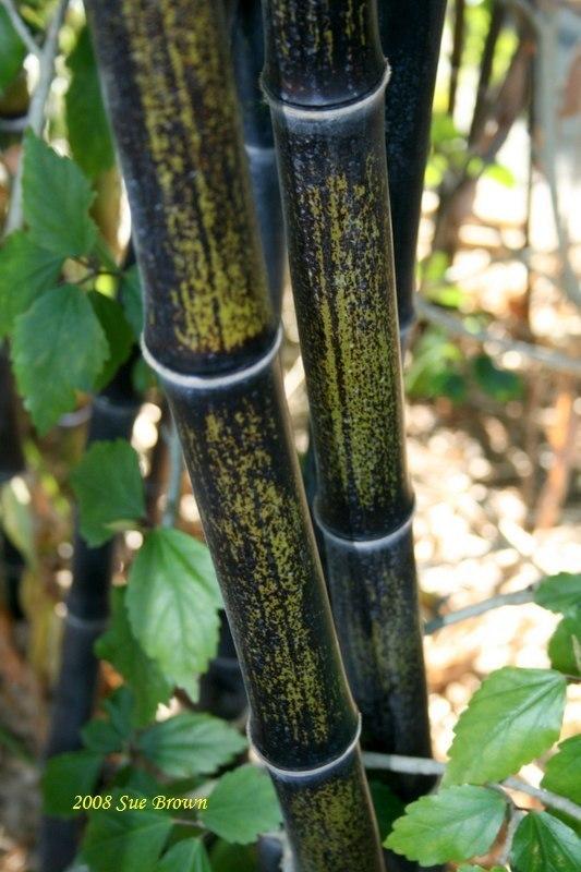 Photo of Black Bamboo (Phyllostachys nigra) uploaded by Calif_Sue