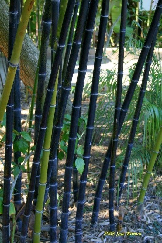 Photo of Black Bamboo (Phyllostachys nigra) uploaded by Calif_Sue
