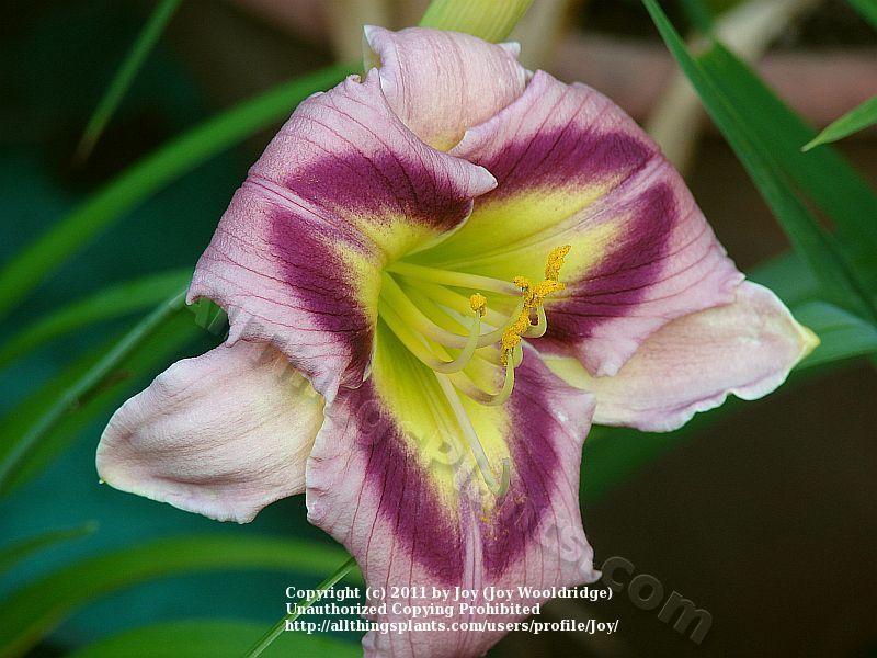 Photo of Daylily (Hemerocallis 'Malachite Prism') uploaded by Joy